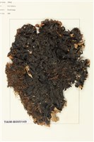 藏品(斑葉衣屬)的圖片